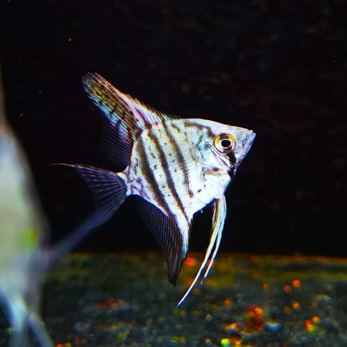 Pterophyllum scalare - Segelflosser blau sapphire